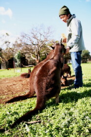 灰色ではなく濃い茶色