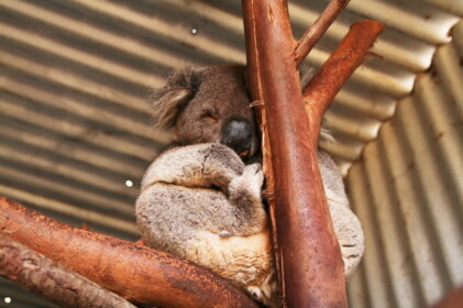 ずっと寝ているコアラ
