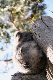 おしりをツンツン押しても起きない