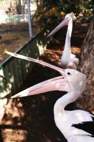 オーストラリアペリカン