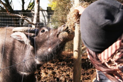 牛にもエサやり