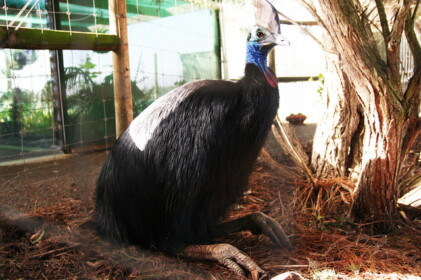 初めてみるカソワリィ（ヒクイドリ）