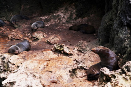 オットセイがたくさん見られます