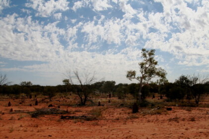 道の脇にはたくさんのアリ塚