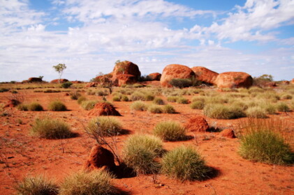 ここにもアリの巣