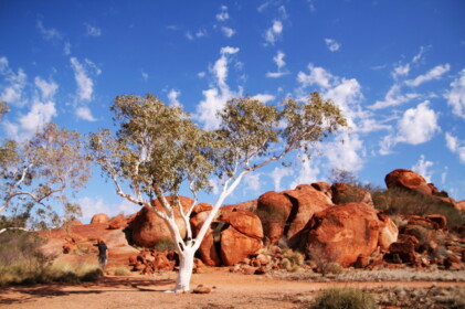 赤と白のコントラストがきれい