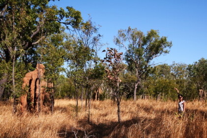 7月24日 カカドゥ国立公園に到着