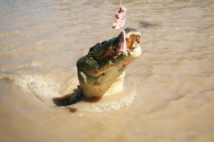 一番大きかったワニ