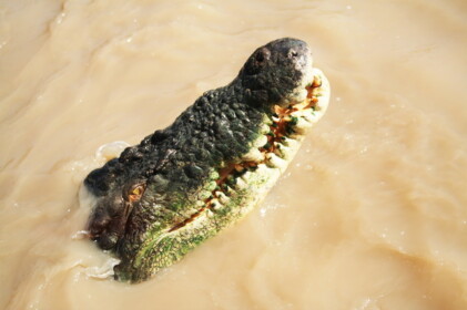 目の前にワニが