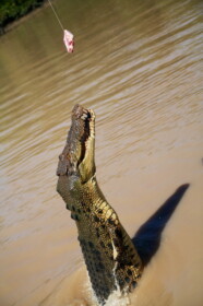 紐を引き上げると