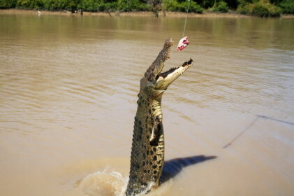 大きな口を開けて