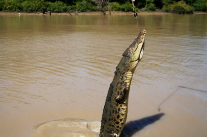 パクッと食べる