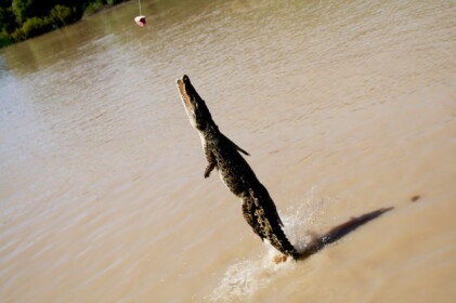 一番小さかったワニ
