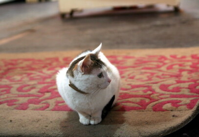 またにゃんこ発見