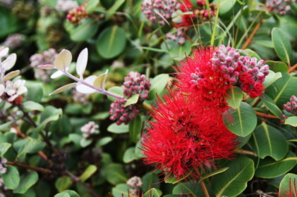 日本にはなさそうな花