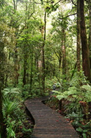 ワイポウア・カウリ・フォレスト