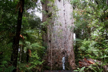 巨大な木 ヤカスYakas