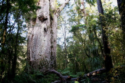 マオリ語で森の父