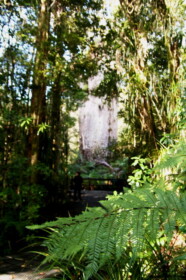 樹齢約2000年のカウリ