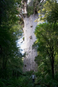 マオリ語で森の神
