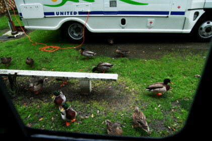 カモがいっぱい