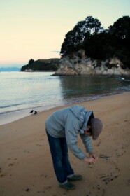 貝殻を撮ったり