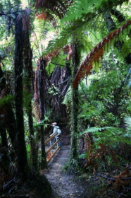 ジャングルあり、