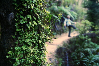 ほとんど坂がない