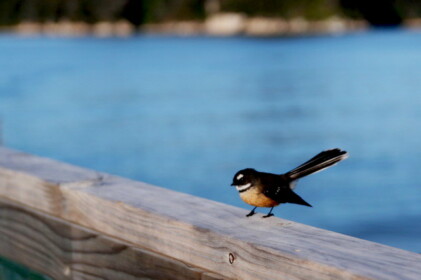 人懐っこい鳥 ファンティル
