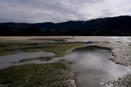 海草もいっぱい