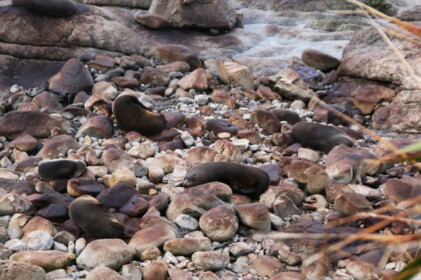 驚かさないように遠くから観察