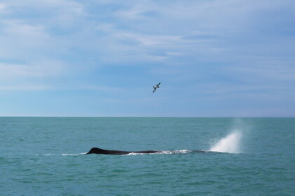 早速ホエールウオッチング