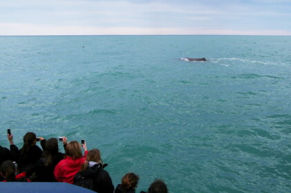 みんなクジラ撮影に必死