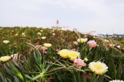 周辺は可愛らしいお花でいっぱい