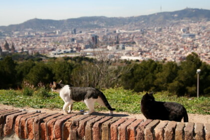 仲良い2匹のネコに遭遇