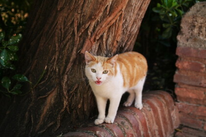 アルハンブラのネコ