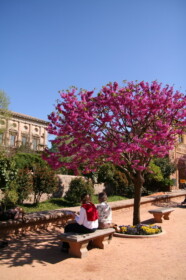 ピンク色の花が満開