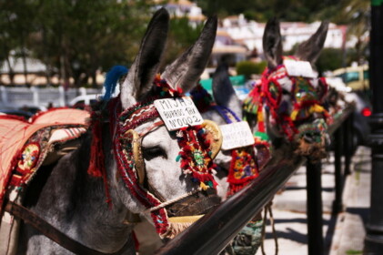 名物ロバタクシー