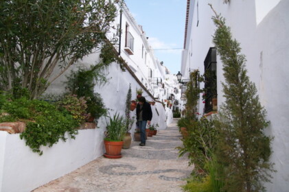 丁寧に手入れされた鉢植え