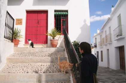 フリヒリアーナのニャンコ達