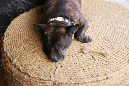 お土産屋さんのワンちゃん