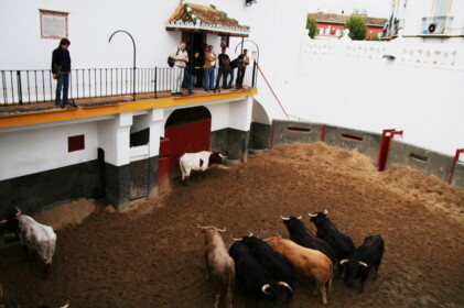 闘牛の前日にはトロたちが見られます