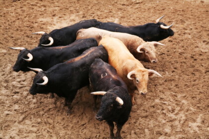 試合に出る6頭のトロ