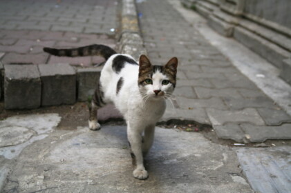 カメラを向けると