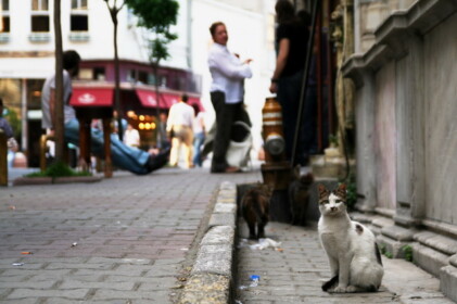 ワンコよりネコが多い国