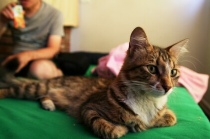 この子は宿のニャンコ