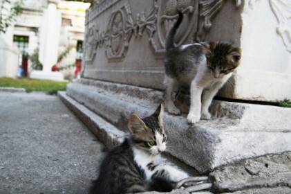 裏手にある墓地にて