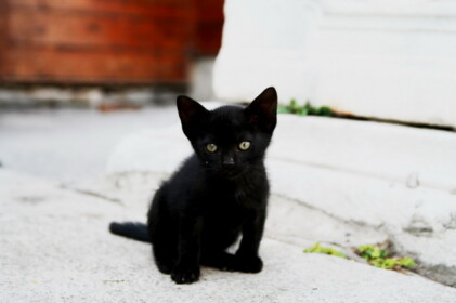 まっくろな子猫