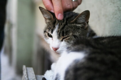 またまたイスタンブールネコ