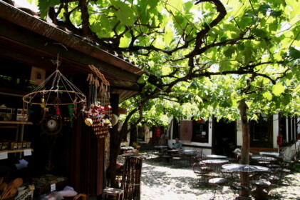 サフランボルにはブドウの木が多い